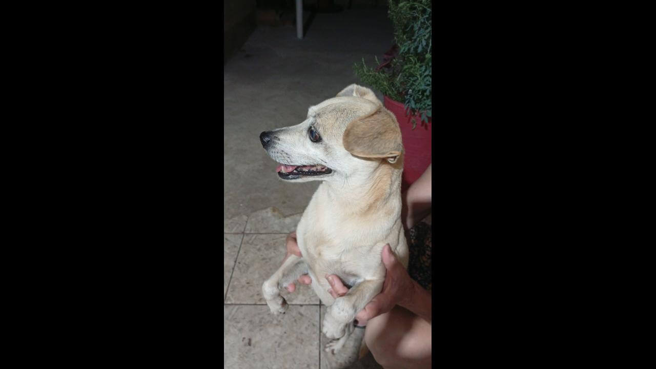 Cachorra é encontrada no bairro Alto Alegre Cachorra é encontrada no bairro Alto Alegre