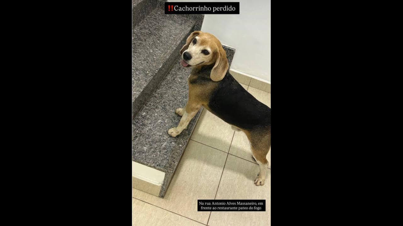 Cachorro é encontrado no bairro Centro Cachorro é encontrado no bairro Centro