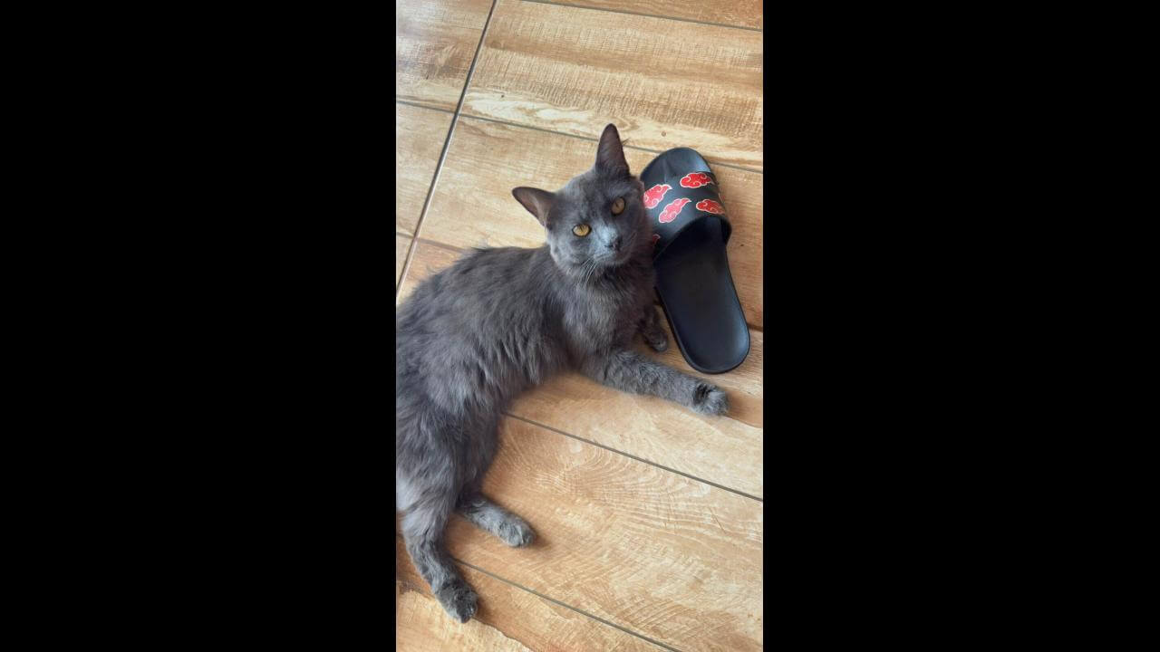 Gato Pretinho desapareceu no bairro Santos Dumont Gato Pretinho desapareceu no bairro Santos Dumont