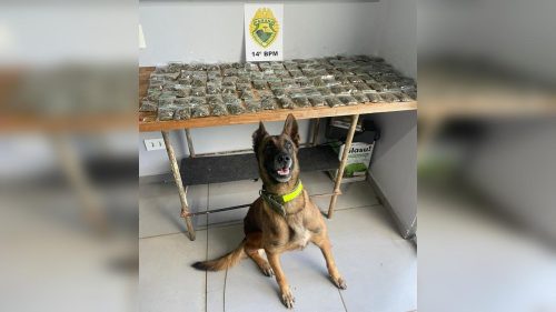 Polícia Militar apreende drogas durante ação do Choque/Canil em Foz do Iguaçu Polícia Militar apreende drogas durante ação do Choque/Canil em Foz do Iguaçu
