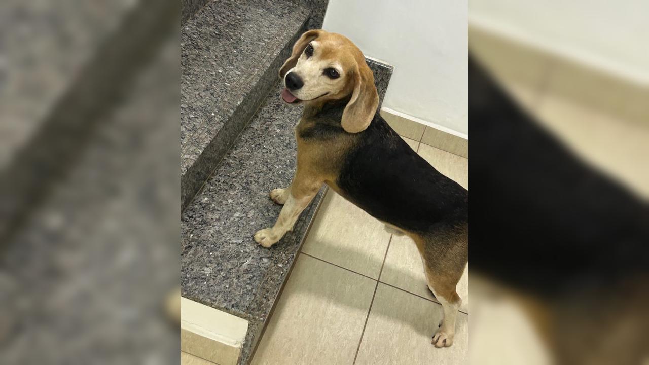 Cachorrinho foi encontrado na Rua Antônio Alves Massaneiro no Centro Cachorrinho foi encontrado na Rua Antônio Alves Massaneiro no Centro