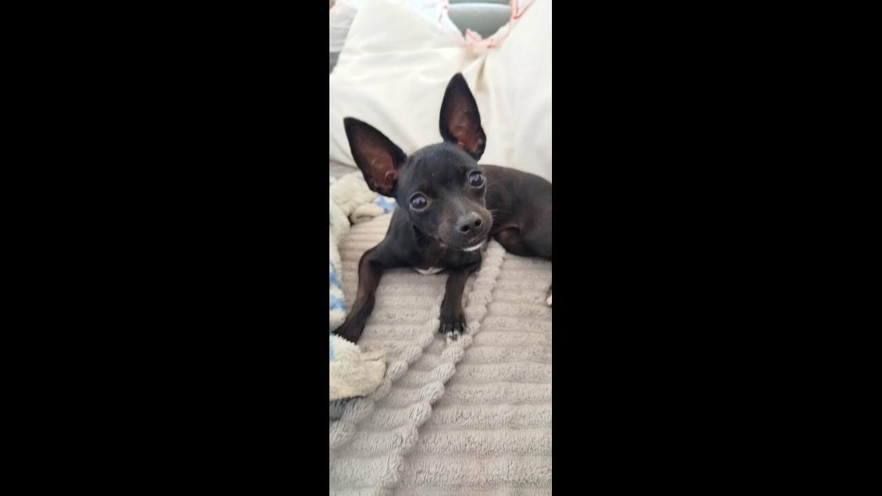 Cachorra Chiquinha desapareceu no bairro Brasmadeira