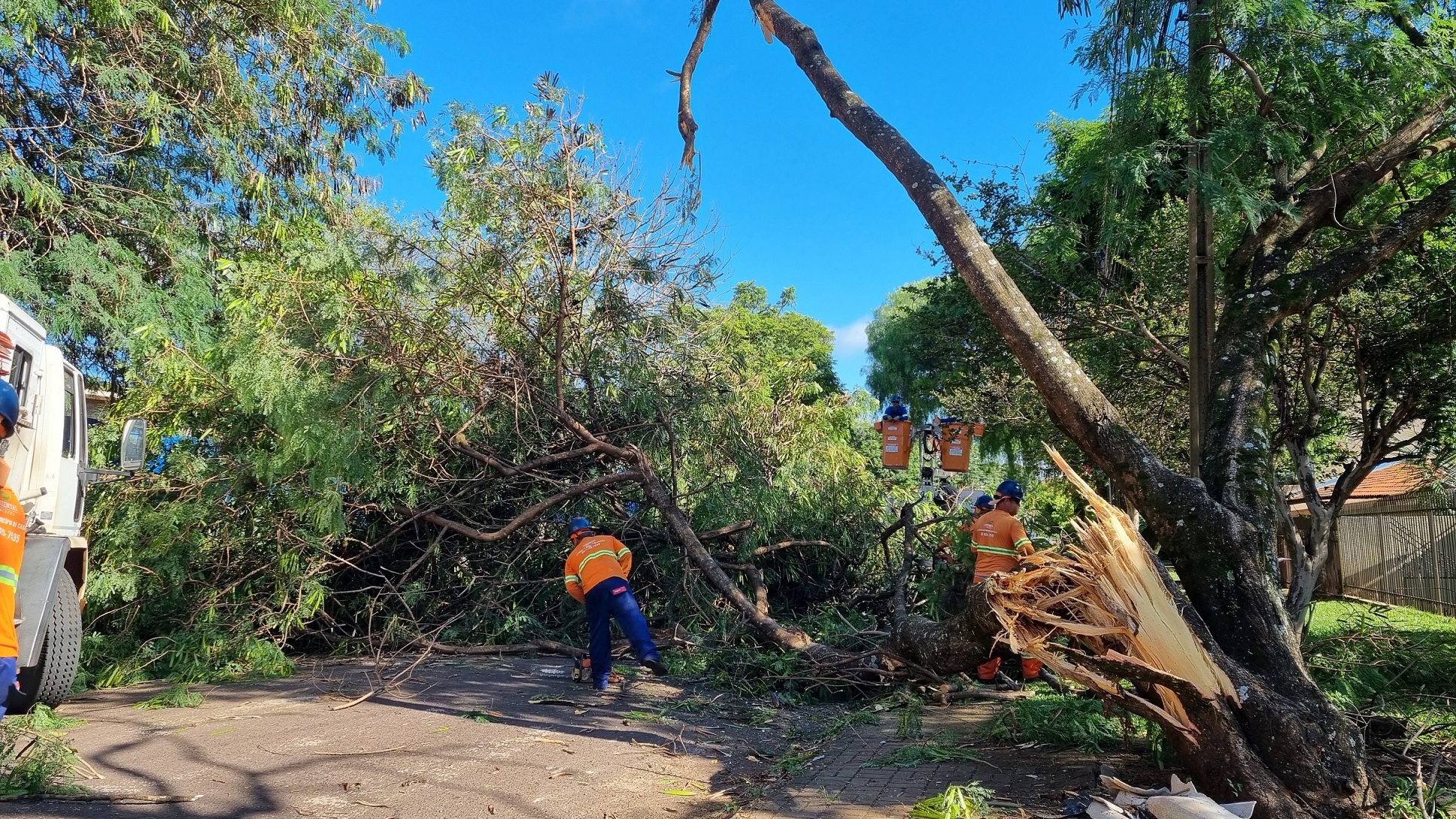 Equipes da Ambiental são mobilizadas após caminhão derrubar árvore em Cascavel Equipes da Ambiental são mobilizadas após caminhão derrubar árvore em Cascavel