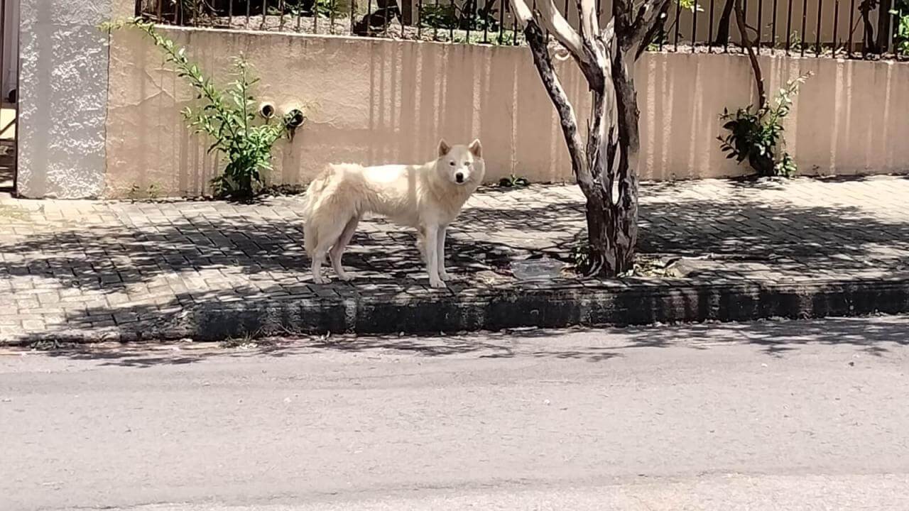 Cachorro é encontrado no bairro Maria Luiza