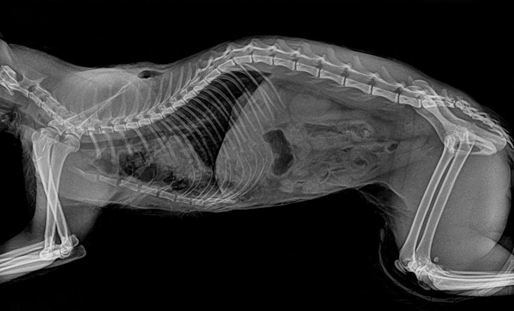 Família pede ajuda para operar gatinho atacado por Pitbull no bairro Esmeralda