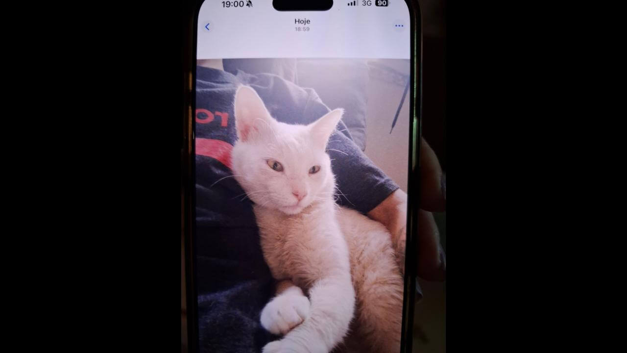 Gato é encontrado no bairro Centro