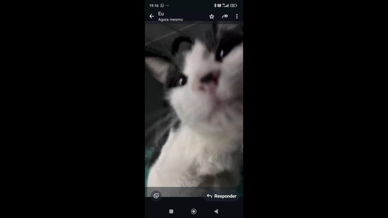 Gata Cristal desapareceu no bairro Cascavel Velho