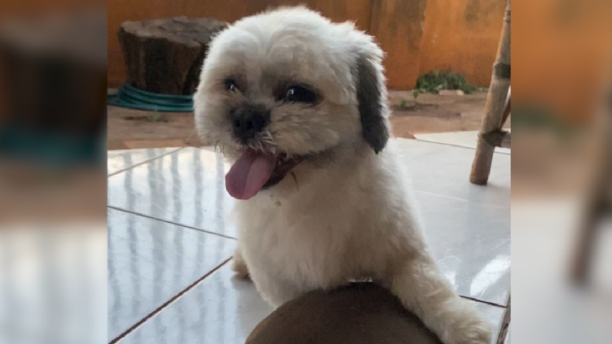 Shih tzu ‘Floquinho’ foi furtado no bairro Universitário