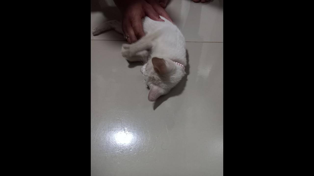 Gata é encontrada no bairro Periolo