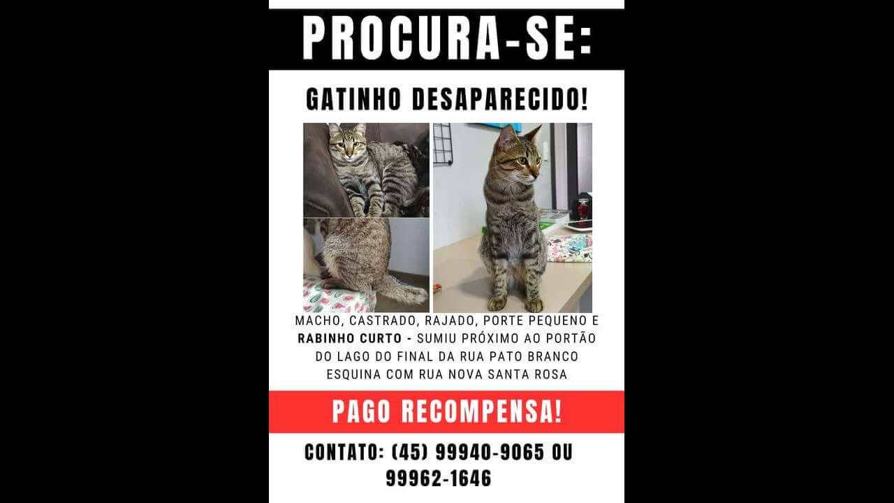 Gato Tunico desapareceu no bairro Região do Lago
