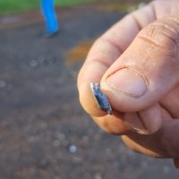 Pedaço de projétil de arma de fogo fica alojado na cabeça de vítima após tentativa de assalto na BR-277 Imagem referente a Pedaço de projétil de arma de fogo fica alojado na cabeça de vítima após tentativa de assalto na BR-277