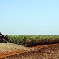 IBGE prevê safra recorde de 346 milhões de toneladas em 2025 Imagem referente a IBGE prevê safra recorde de 346 milhões de toneladas em 2025