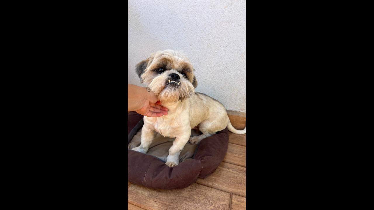 Cachorro é encontrado no bairro Brasília