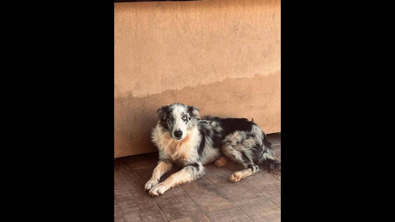 Cachorro Forasteiro desapareceu no bairro 14 de Novembro