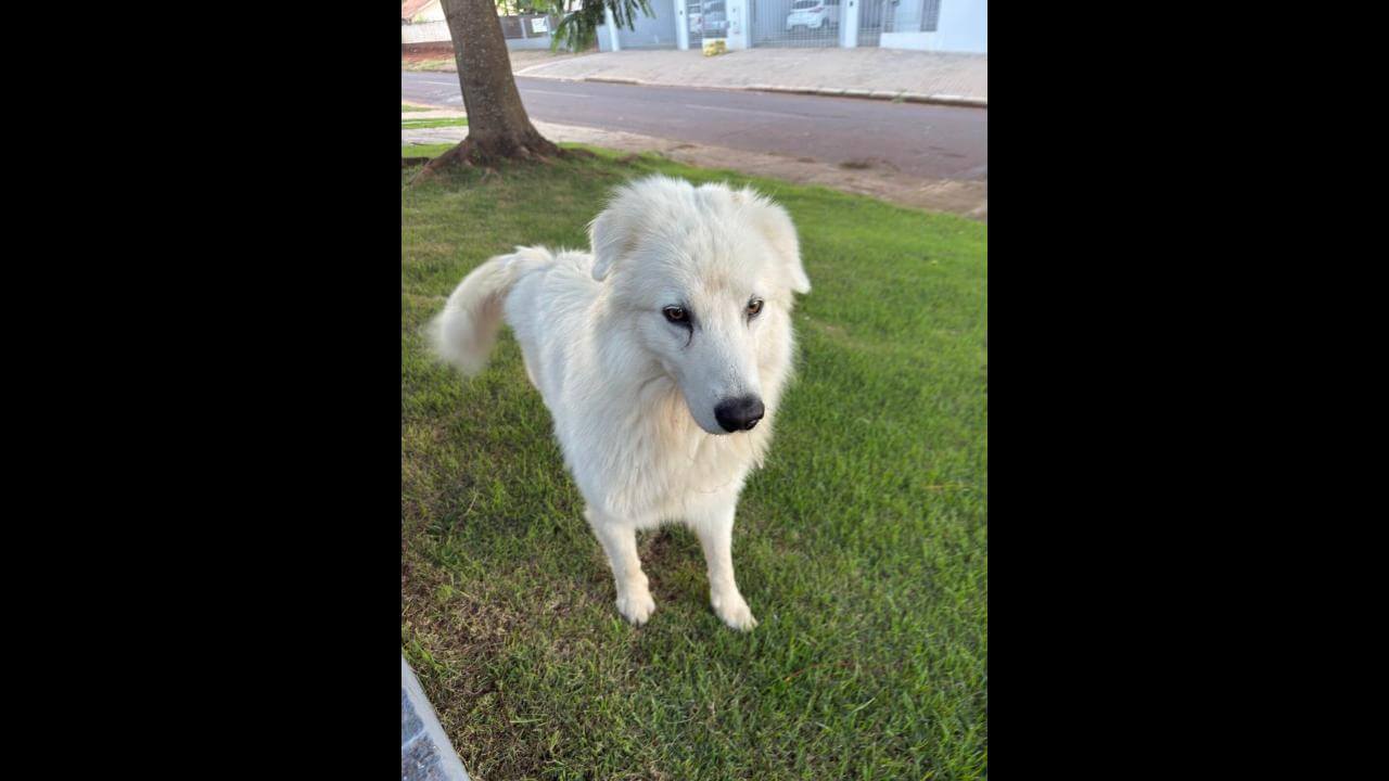 Cachorro é encontrado no bairro Alto Alegre