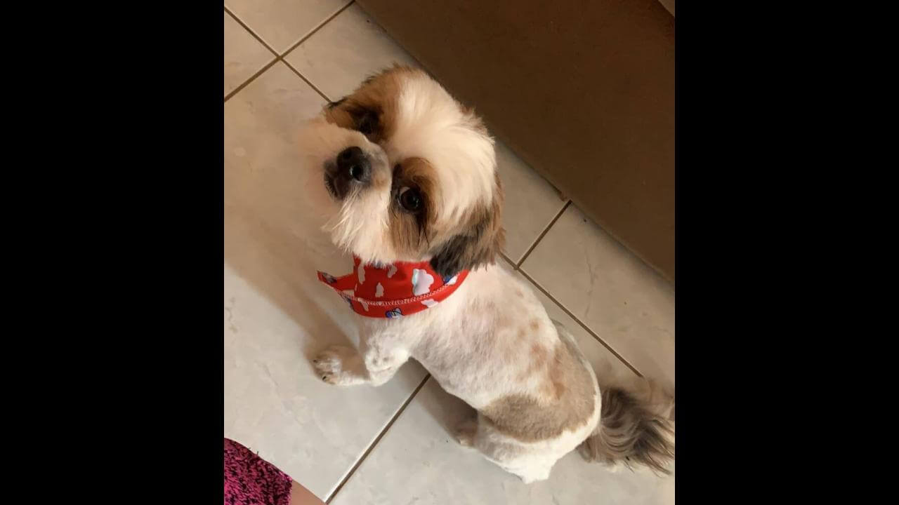 Cachorro Rodolfo desapareceu no bairro Esmeralda