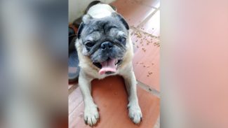 Imagem referente a Pug sem uma pata é encontrado perto do viaduto do Veneza