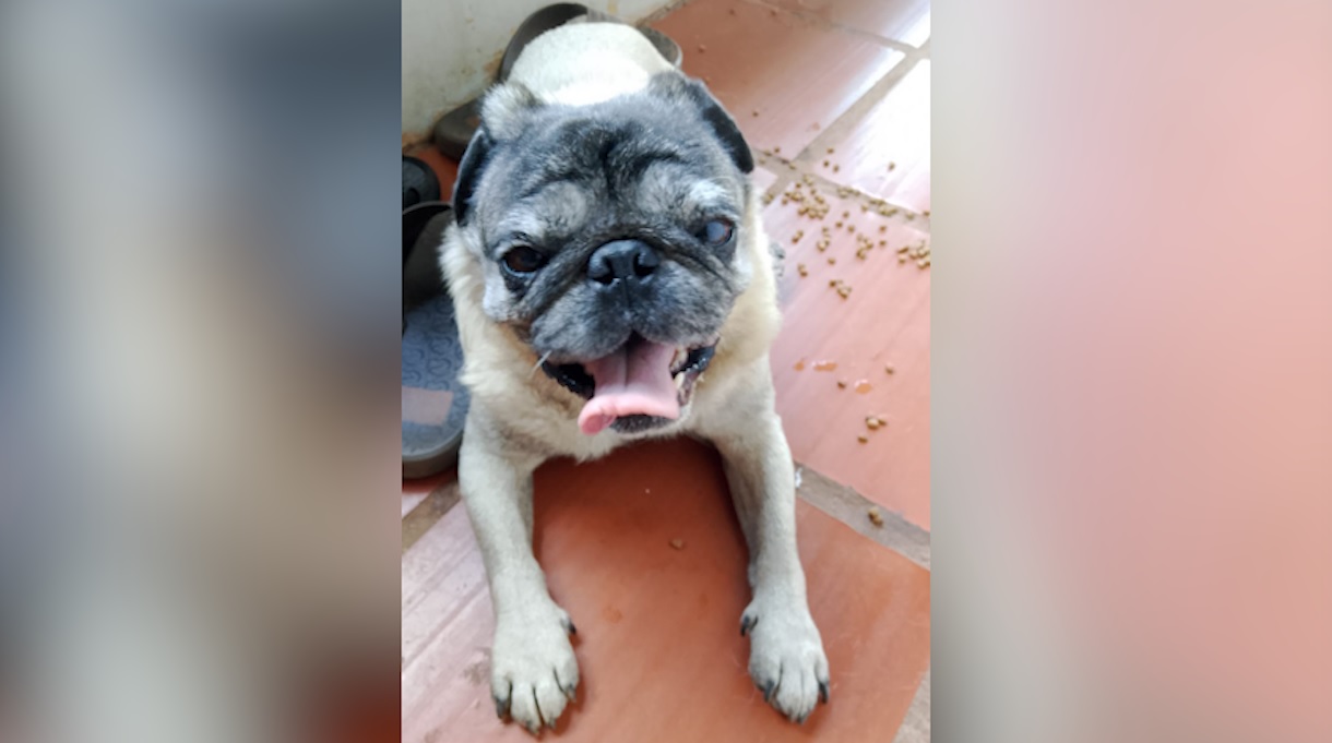 Pug sem uma pata é encontrado perto do viaduto do Veneza Pug sem uma pata é encontrado perto do viaduto do Veneza