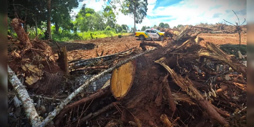 Polícia Ambiental flagra corte ilegal de mais de 420 Araucárias nos Campos Gerais Polícia Ambiental flagra corte ilegal de mais de 420 Araucárias nos Campos Gerais