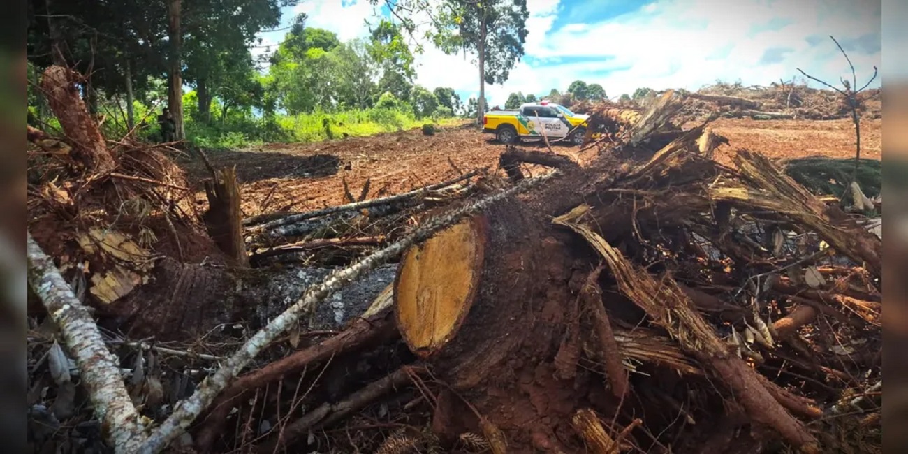 Polícia Ambiental flagra corte ilegal de mais de 420 Araucárias nos Campos Gerais Imagem referente a Polícia Ambiental flagra corte ilegal de mais de 420 Araucárias nos Campos Gerais