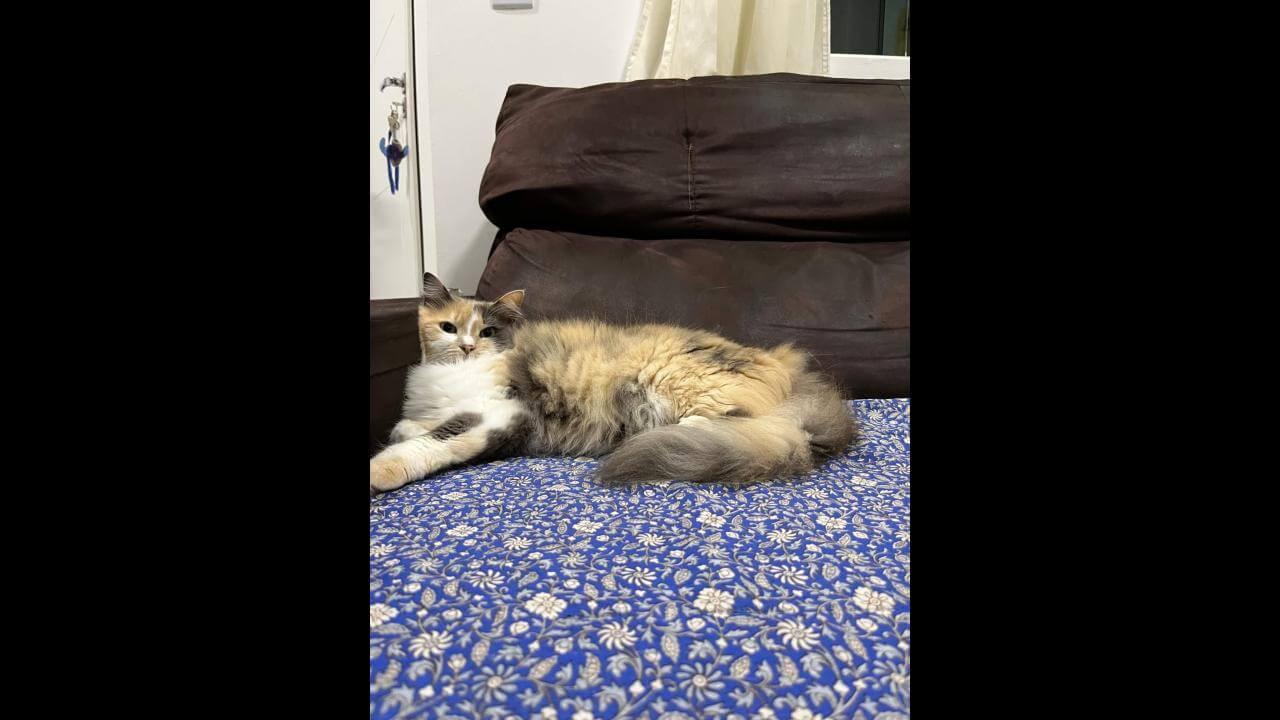 Gata Minerva desapareceu no bairro Alto Alegre