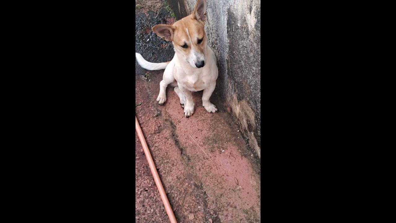 Cachorro é encontrado no bairro Periolo