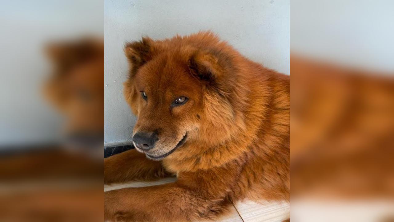 Ajude a Menina: cachorra precisa de doadores de sangue para realizar transfusão