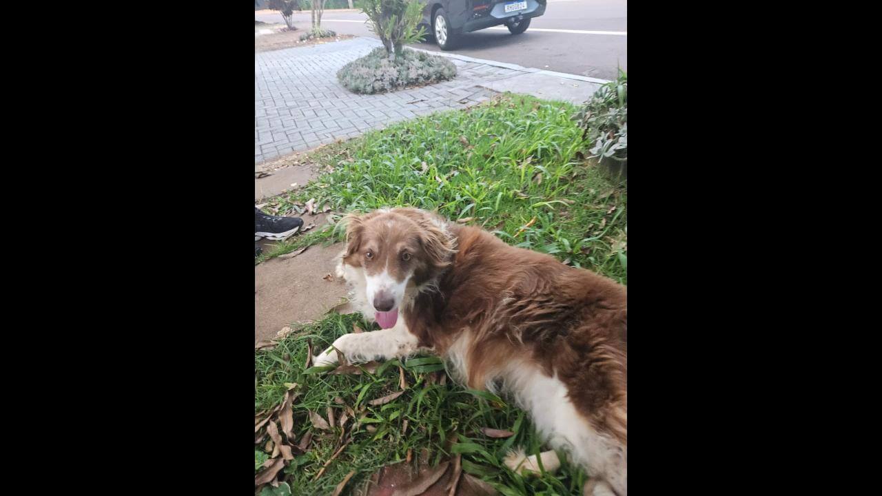 Cachorra é encontrada no bairro Centro