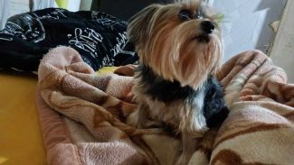 Imagem referente a Cachorra Cacau desapareceu no bairro Brasmadeira