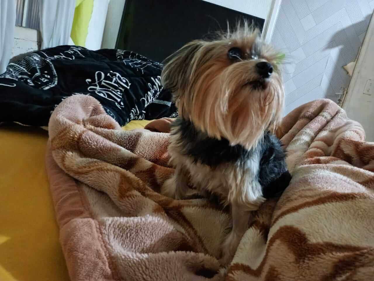 Cachorra Cacau desapareceu no bairro Brasmadeira