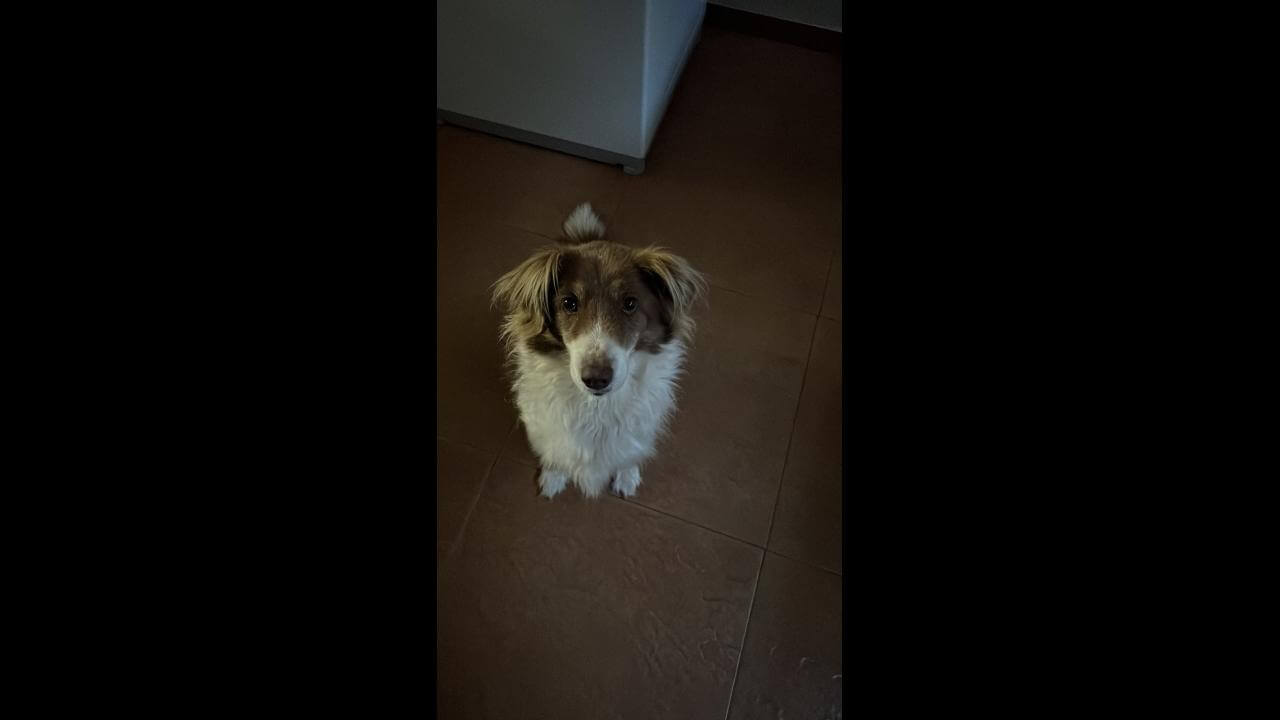Cachorra Cacau desapareceu no bairro Country; há recompensa