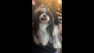 Imagem referente a Cachorra é encontrada no bairro Santa Felicidade