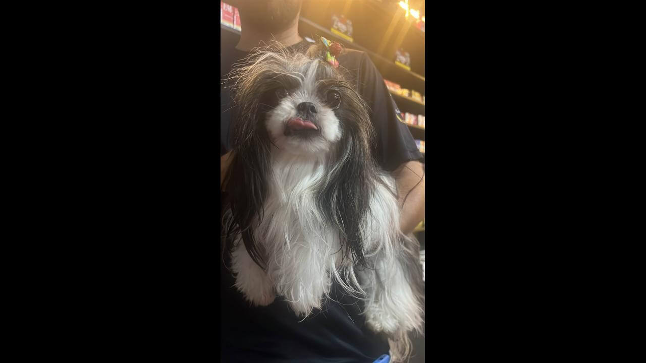 Cachorra é encontrada no bairro Santa Felicidade