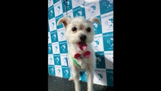 Imagem referente a Cachorra Bela desapareceu no bairro Barcelona