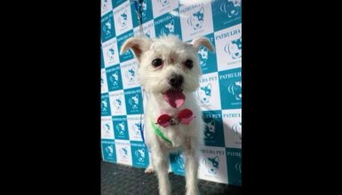 Imagem referente a Cachorra Bela desapareceu no bairro Barcelona