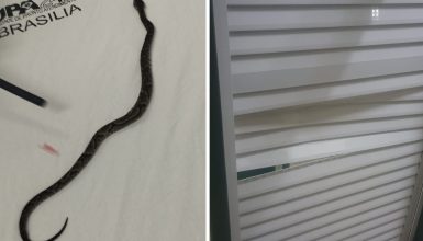 Imagem referente a Veja imagens da jararaca que foi levada até UPA após criança ser picada por serpente