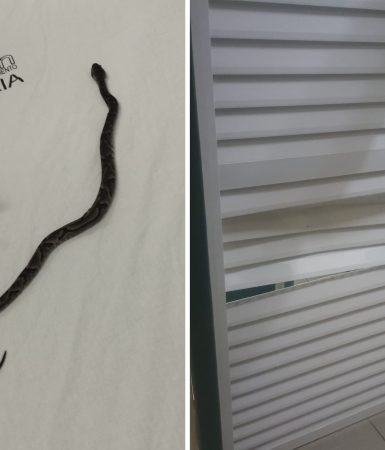 Imagem referente a Veja imagens da jararaca que foi levada até UPA após criança ser picada por serpente