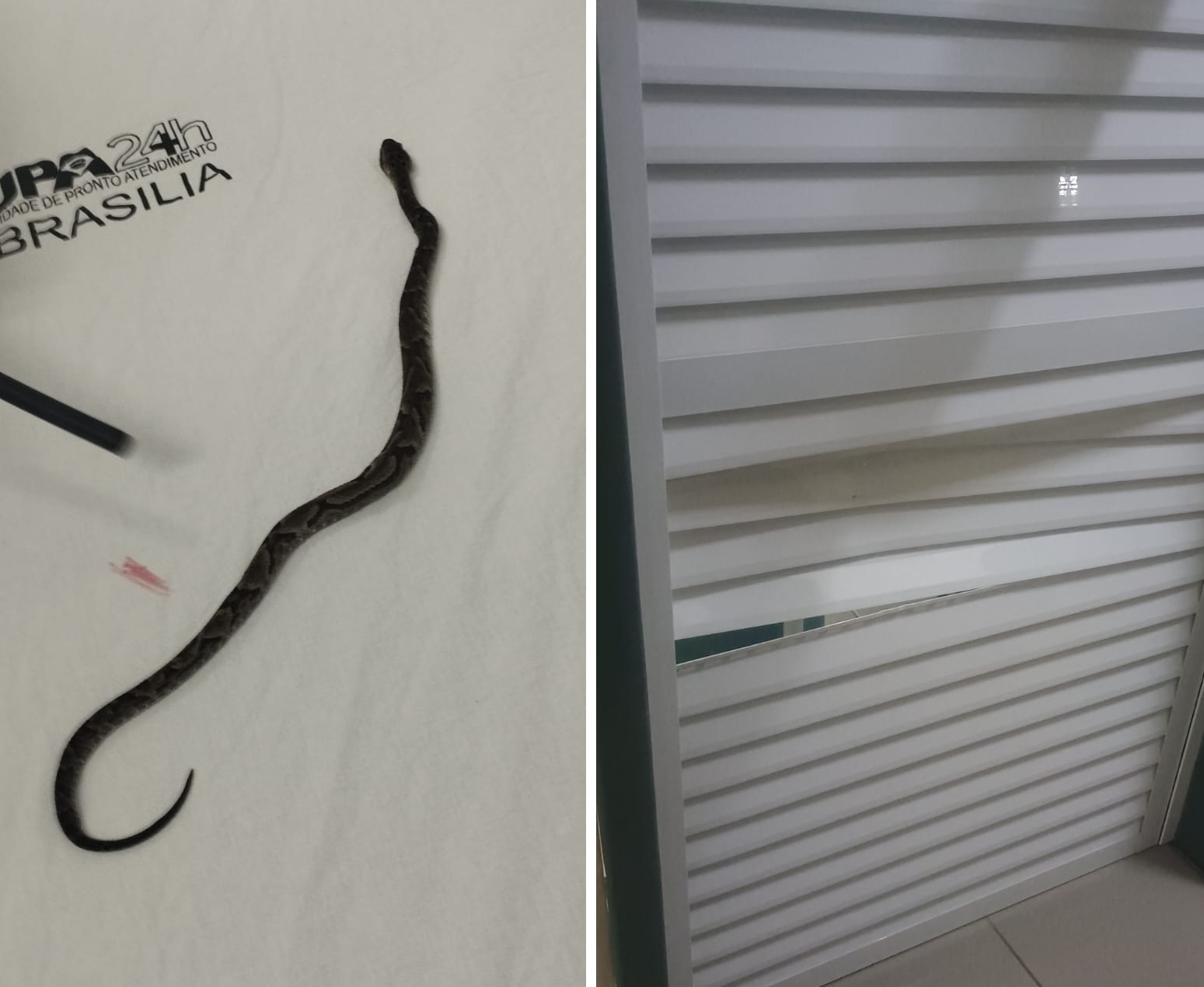 Veja imagens da jararaca que foi levada até UPA após criança ser picada por serpente