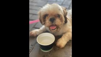 Imagem referente a Cachorra é encontrada no bairro Periolo