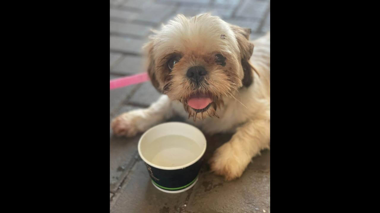 Cachorra é encontrada no bairro Periolo