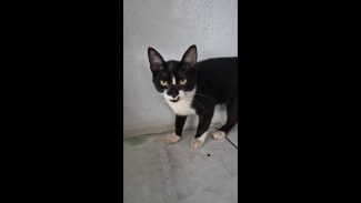 Imagem referente a Gata é encontrada no bairro Cascavel Velho