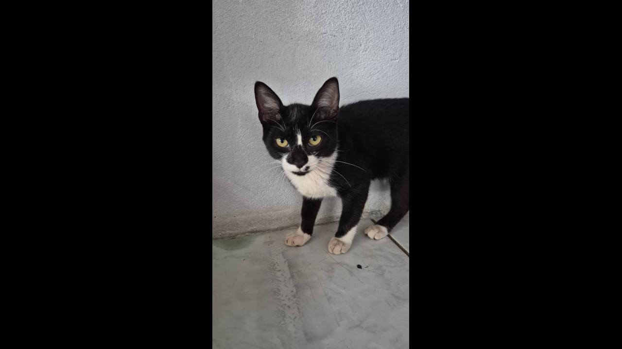 Gata é encontrada no bairro Cascavel Velho