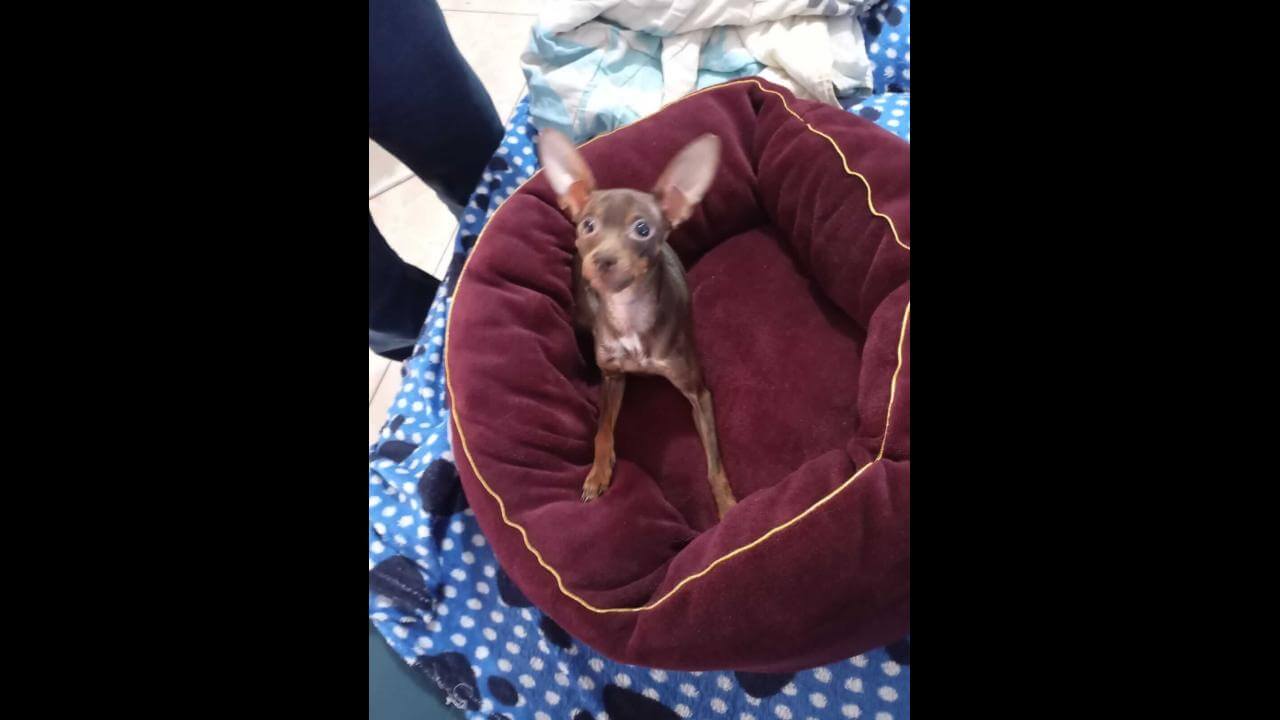 Cachorra Madalena desapareceu no bairro Cascavel Velho