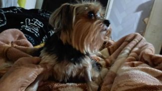 Imagem referente a Cachorra CACAU desapareceu no bairro Brasmadeira