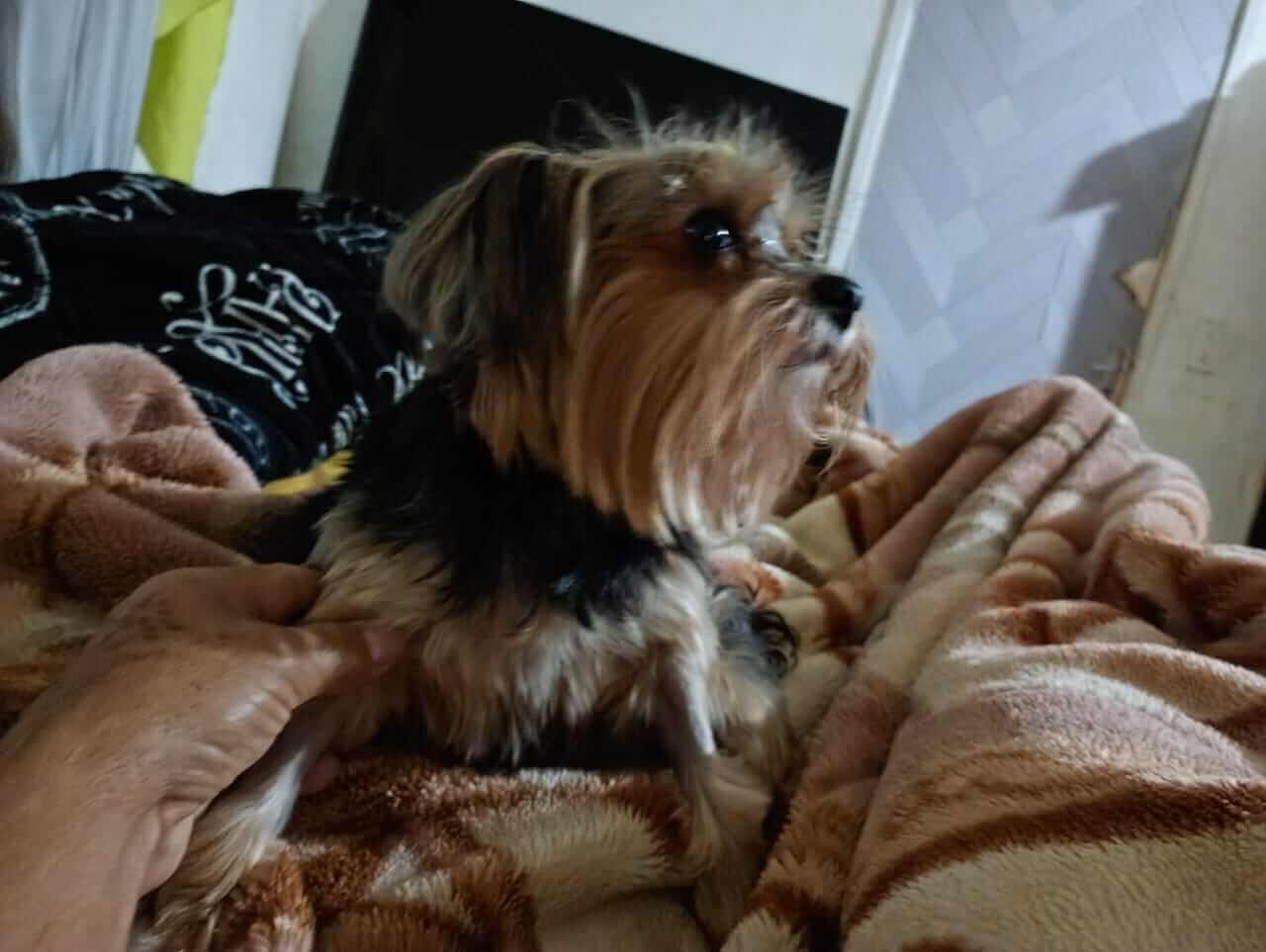 Cachorra CACAU desapareceu no bairro Brasmadeira