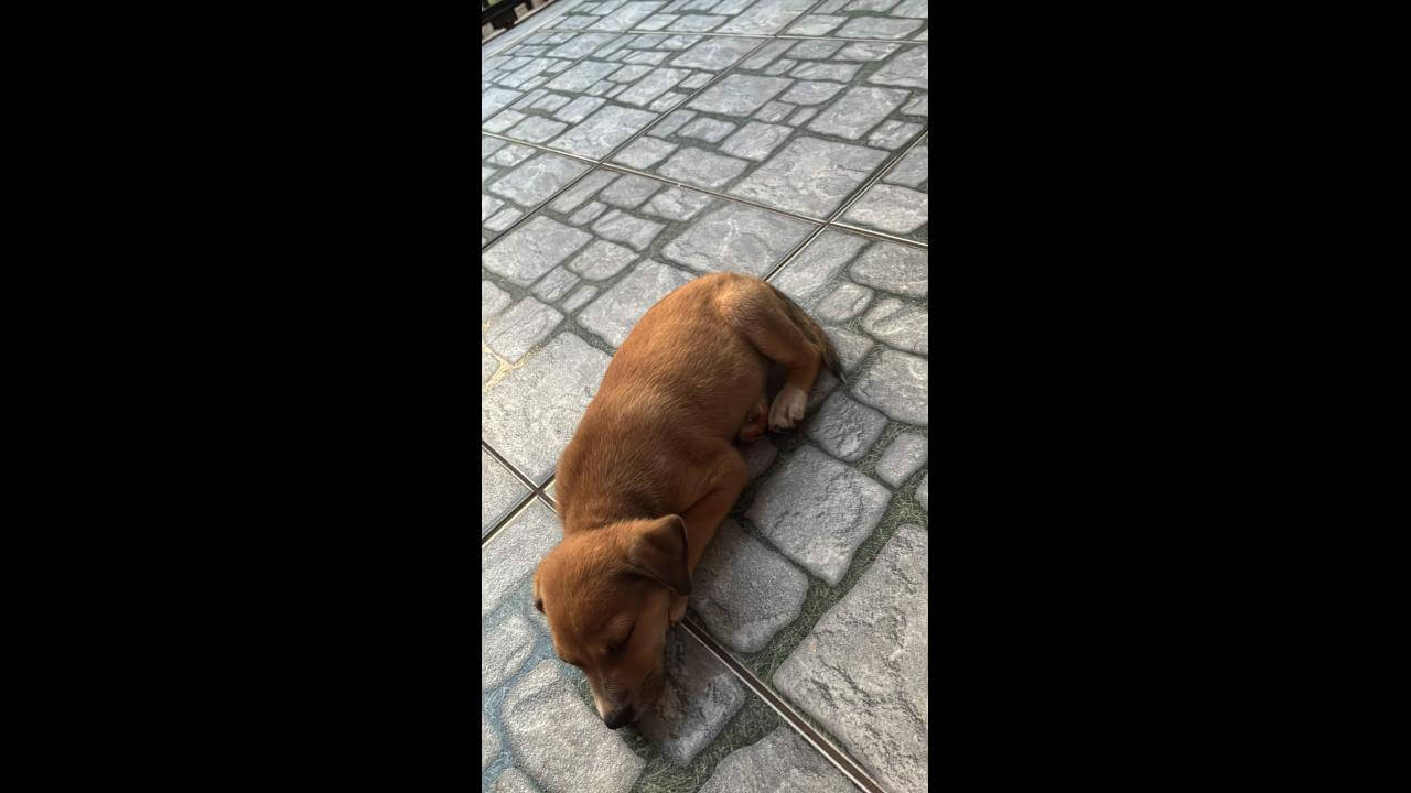 Cachorro é encontrado no bairro Parque São Paulo