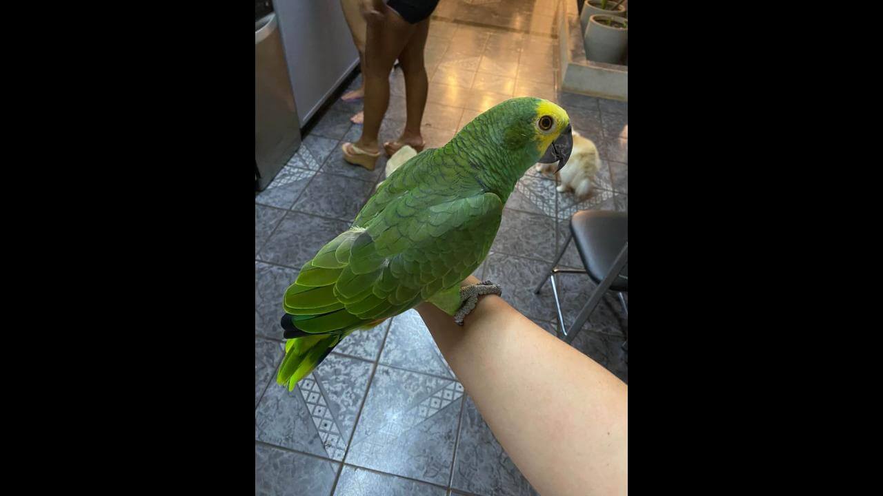 Papagaio Loro desapareceu no bairro Neva
