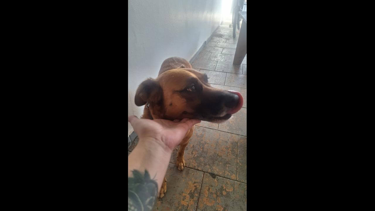 Cachorro é encontrado no bairro Claudete