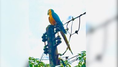 Imagem referente a Arara azul é encontrada na Rua Tamoios, no bairro Alto Alegre