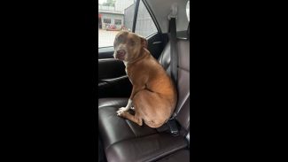 Imagem referente a Cachorra é encontrada no bairro Região do Lago